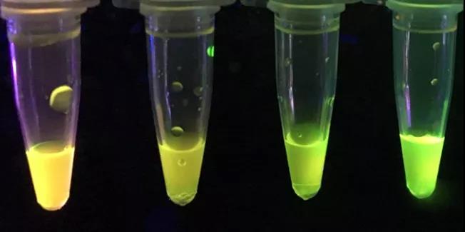 外國化學家開發新型紙質傳感器，可檢測強效神經毒素